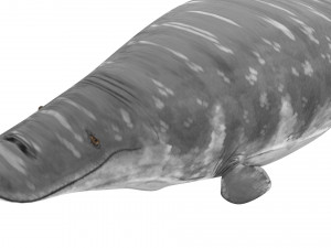 Mosasaurus Model 3D