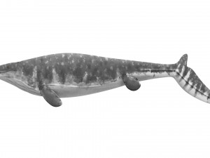 Mosasaurus Model 3D