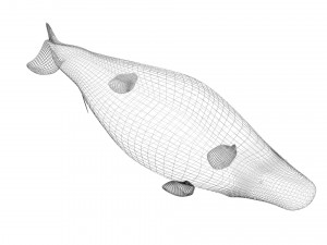 Mosasaurus Model 3D