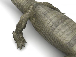 Crocodile 3D Model