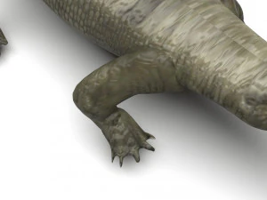 Crocodile 3D Model