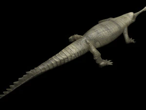 Crocodile 3D Model