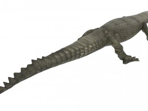 Crocodile 3D Model