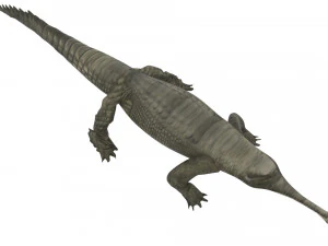 Crocodile 3D Model