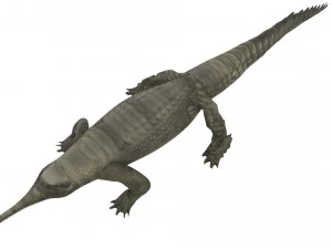 Crocodile 3D Model