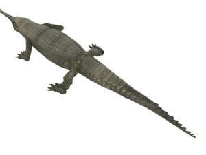 Crocodile 3D Model
