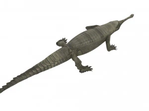 Crocodile 3D Model