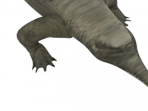 Crocodile 3D Model