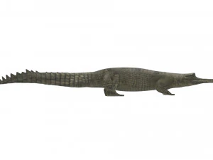 Crocodile 3D Model