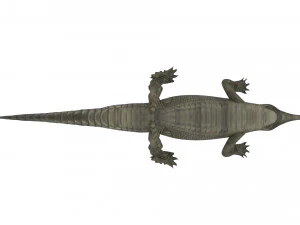Crocodile 3D Model