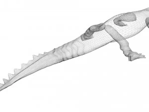 Crocodile 3D Model
