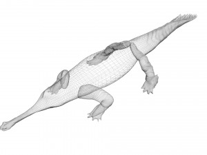 Crocodile 3D Model