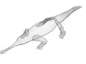 Crocodile 3D Model