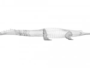 Crocodile 3D Model