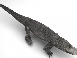 Crocodile 3D Model
