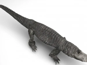 Crocodile 3D Model