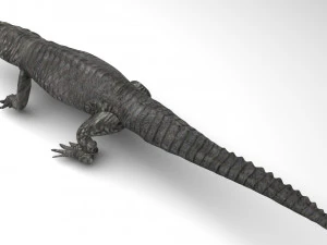 Crocodile 3D Model