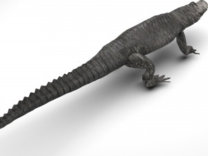 Crocodile 3D Model