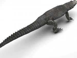 Crocodile 3D Model