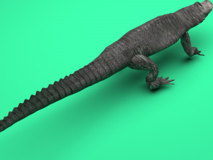 Crocodile 3D Model