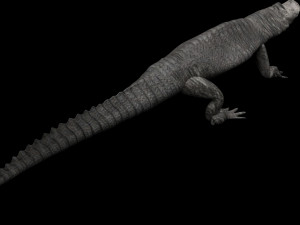 Crocodile 3D Model