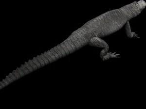 Crocodile 3D Model