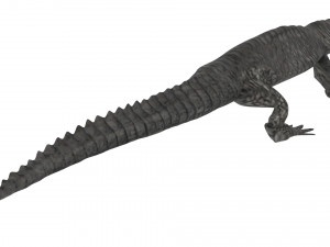Crocodile 3D Model