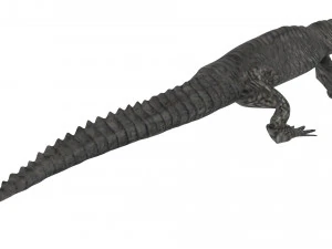 Crocodile 3D Model