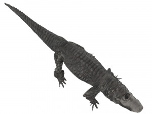 Crocodile 3D Model