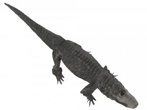 Crocodile 3D Model