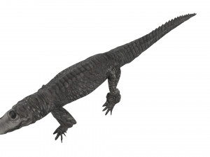 Crocodile 3D Model