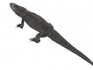 Crocodile 3D Model