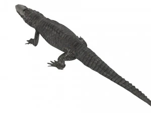 Crocodile 3D Model