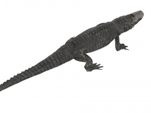 Crocodile 3D Model