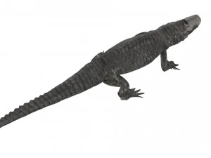 Crocodile 3D Model