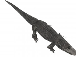 Crocodile 3D Model