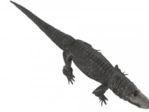 Crocodile 3D Model