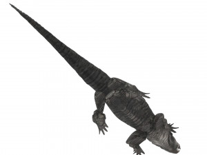Crocodile 3D Model