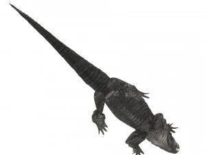 Crocodile 3D Model