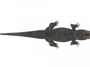 Crocodile 3D Model