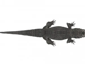Crocodile 3D Model