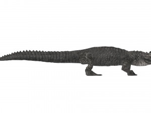 Crocodile 3D Model