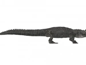 Crocodile 3D Model