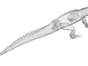 Crocodile 3D Model