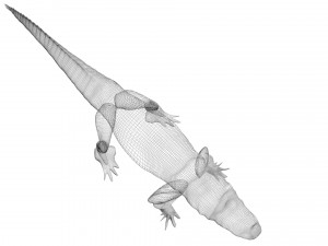 Crocodile 3D Model