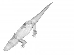 Crocodile 3D Model