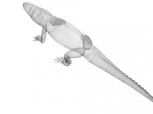 Crocodile 3D Model