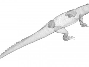 Crocodile 3D Model