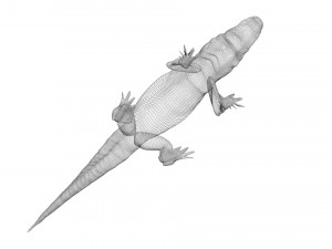 Crocodile 3D Model