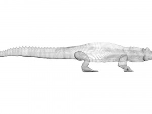 Crocodile 3D Model